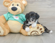 8 week old Mini Aussiedoodle Puppy For Sale - Premier Pups