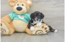 Mini Aussiedoodle Pup Being Cute