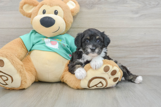 Mini Aussiedoodle Pup Being Cute