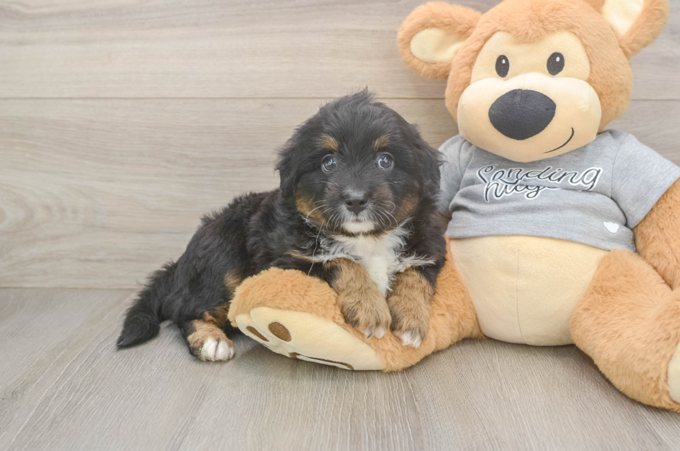 6 week old Mini Aussiedoodle Puppy For Sale - Premier Pups