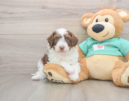 5 week old Mini Aussiedoodle Puppy For Sale - Premier Pups