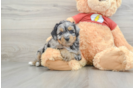 Mini Aussiedoodle Puppy for Adoption