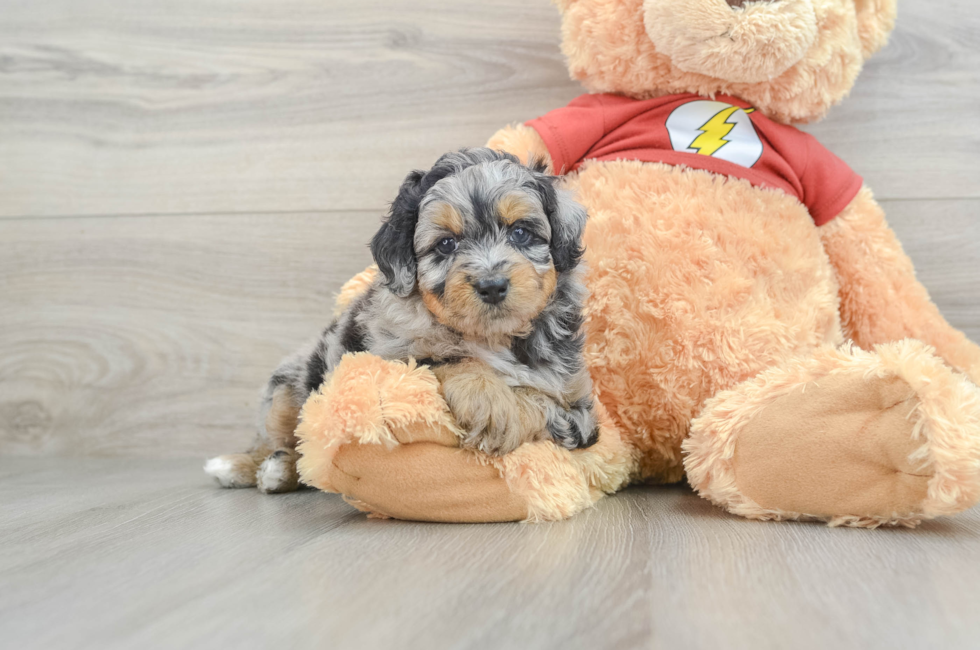 5 week old Mini Aussiedoodle Puppy For Sale - Premier Pups