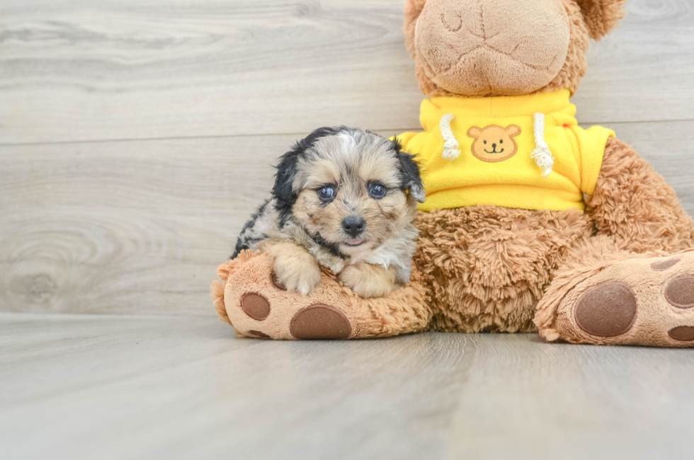 6 week old Mini Aussiedoodle Puppy For Sale - Premier Pups