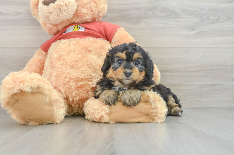 7 week old Mini Aussiedoodle Puppy For Sale - Premier Pups