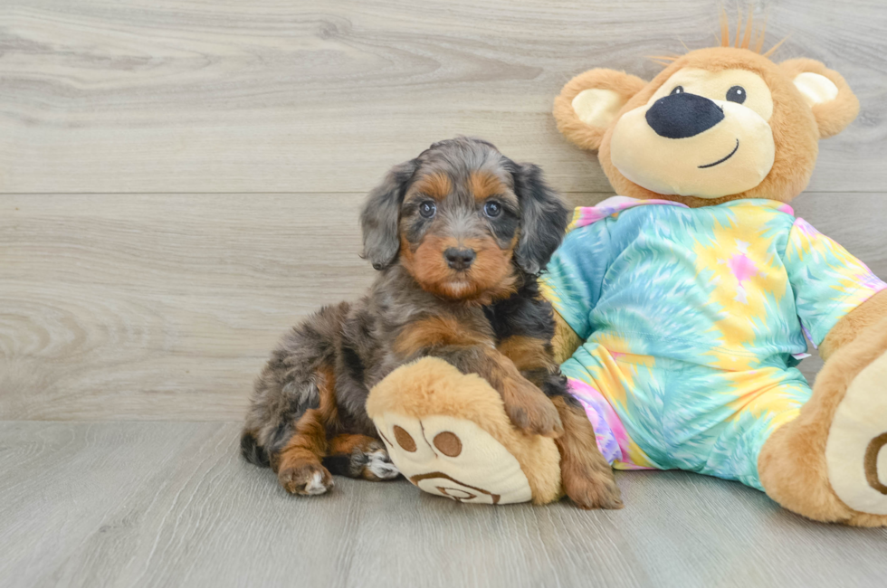 6 week old Mini Aussiedoodle Puppy For Sale - Premier Pups