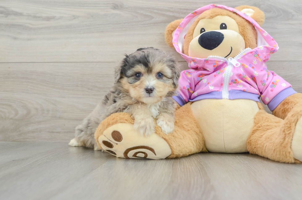 5 week old Mini Aussiedoodle Puppy For Sale - Premier Pups