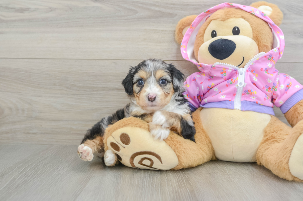 Mini Aussiedoodle Pup Being Cute