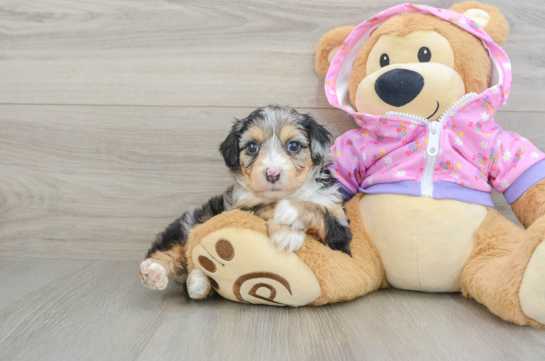 Mini Aussiedoodle Pup Being Cute