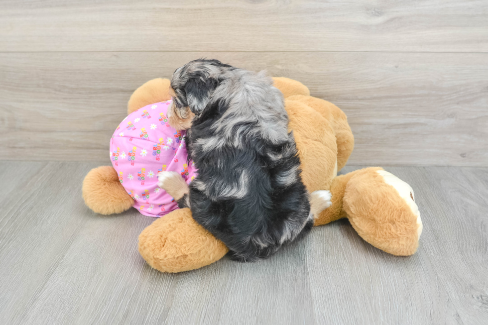 Cute Mini Aussiedoodle Baby