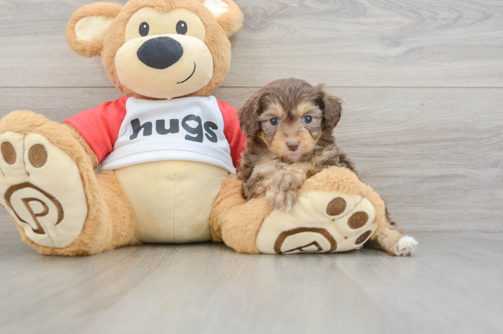 5 week old Mini Aussiedoodle Puppy For Sale - Premier Pups