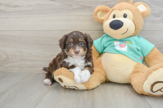 Best Mini Aussiedoodle Baby