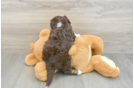 Fluffy Mini Aussiedoodle Poodle Mix Pup