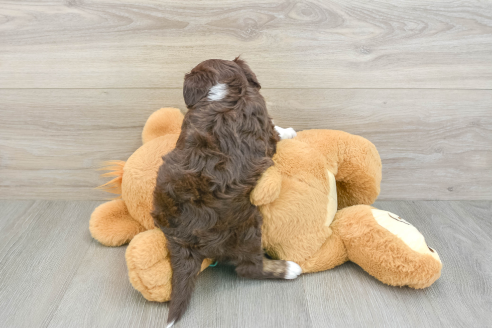 Fluffy Mini Aussiedoodle Poodle Mix Pup