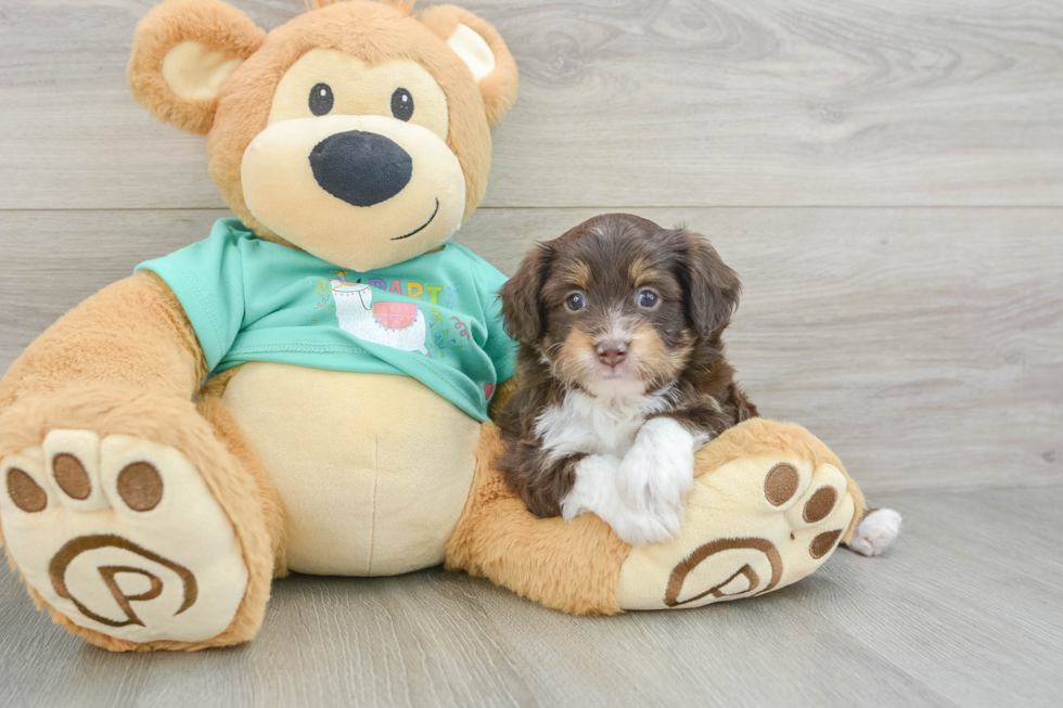Mini Aussiedoodle Pup Being Cute