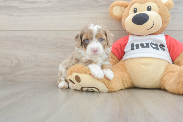 Funny Mini Aussiedoodle Poodle Mix Pup