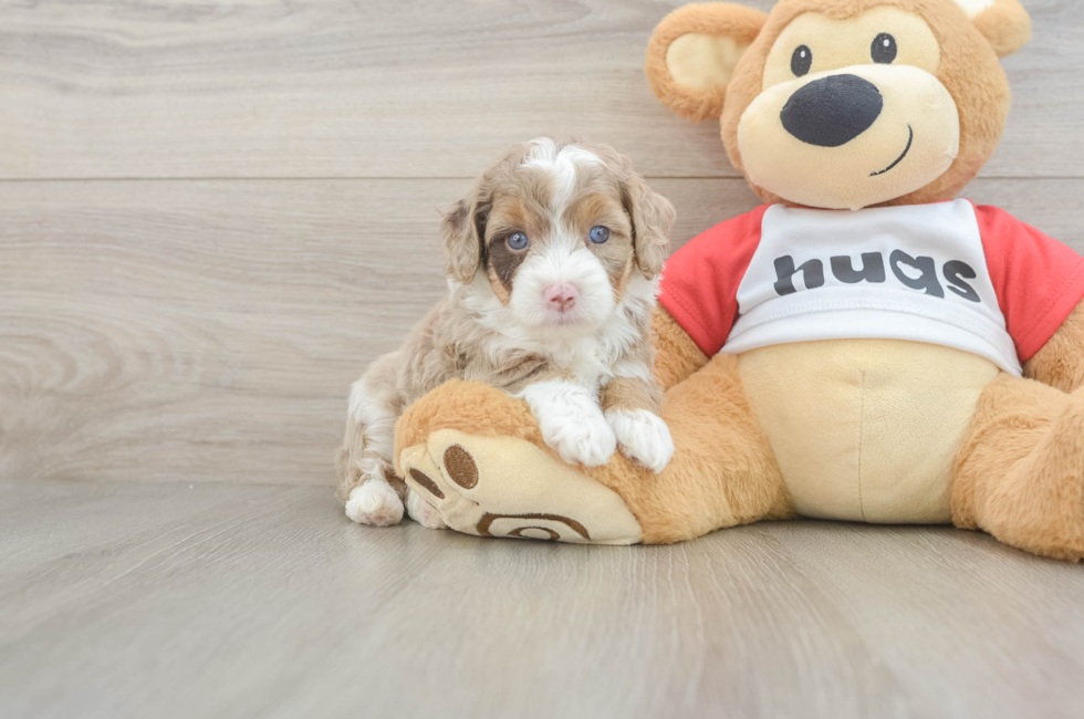 5 week old Mini Aussiedoodle Puppy For Sale - Premier Pups