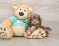 5 week old Mini Aussiedoodle Puppy For Sale - Premier Pups