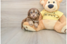 Best Mini Aussiedoodle Baby