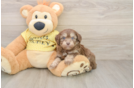 Funny Mini Aussiedoodle Poodle Mix Pup