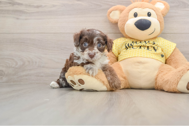 Smart Mini Aussiedoodle Poodle Mix Pup