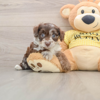 Smart Mini Aussiedoodle Poodle Mix Pup