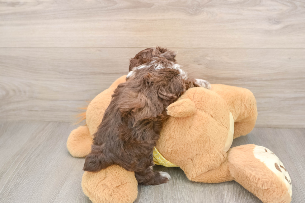 Happy Mini Aussiedoodle Baby