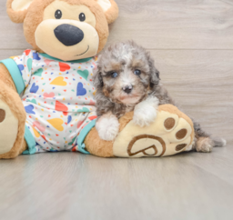 6 week old Mini Aussiedoodle Puppy For Sale - Premier Pups