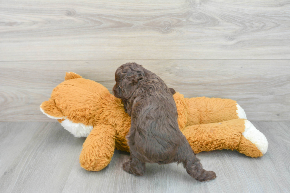 Mini Aussiedoodle Pup Being Cute