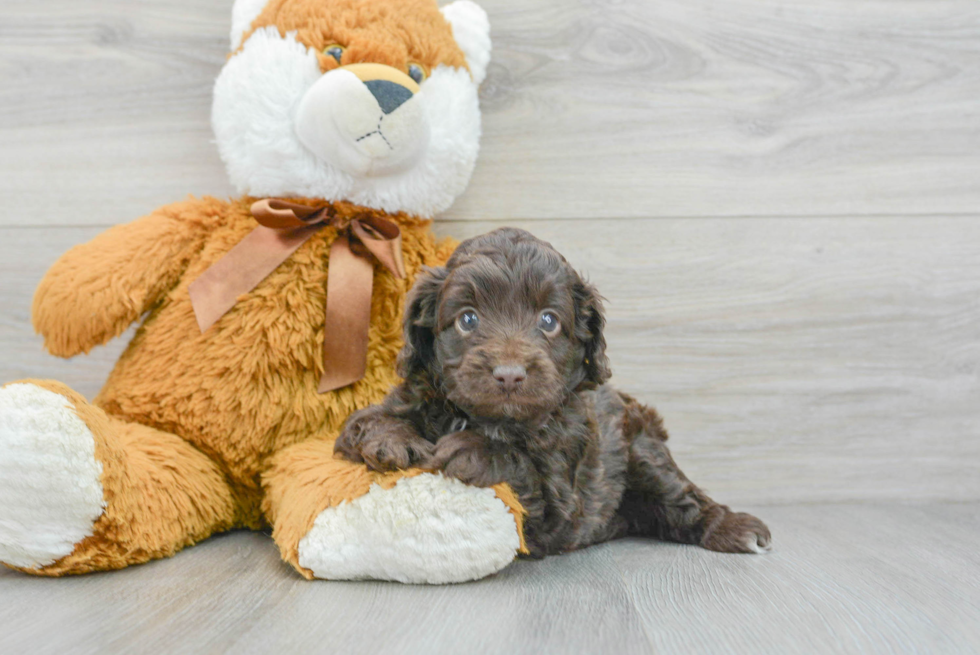 Petite Mini Aussiedoodle Poodle Mix Pup