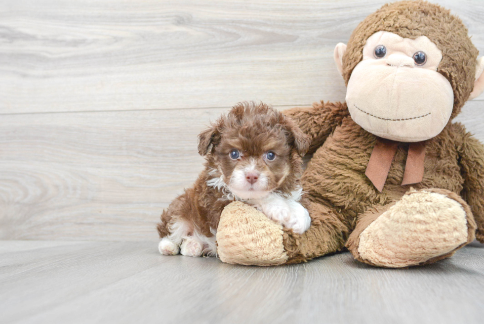 Best Mini Aussiedoodle Baby