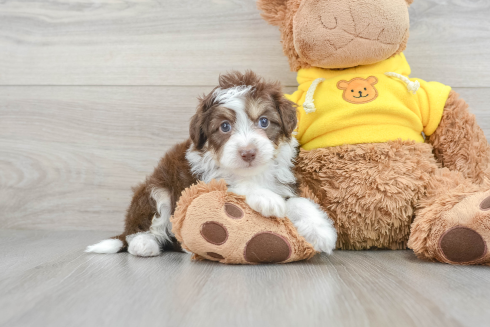 Energetic Aussiepoo Poodle Mix Puppy