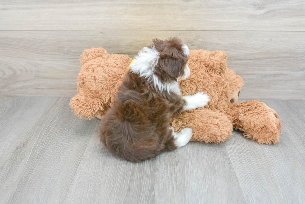 Small Mini Aussiedoodle Baby