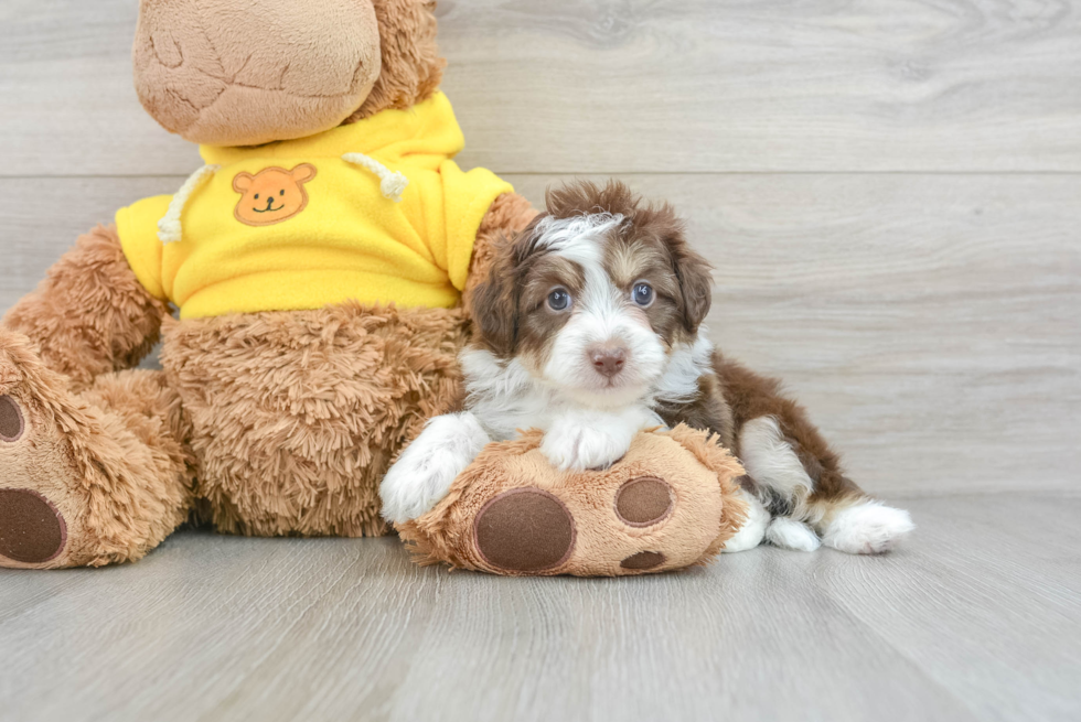 Sweet Mini Aussiedoodle Baby