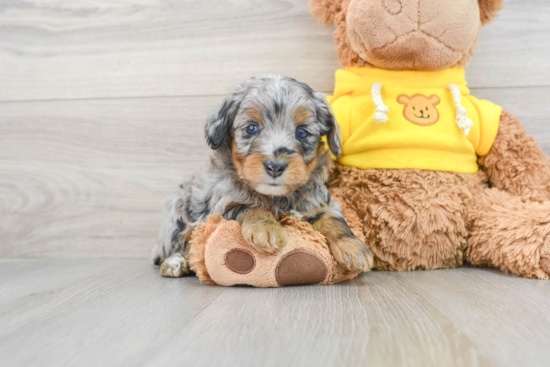 Little Aussiepoo Poodle Mix Puppy