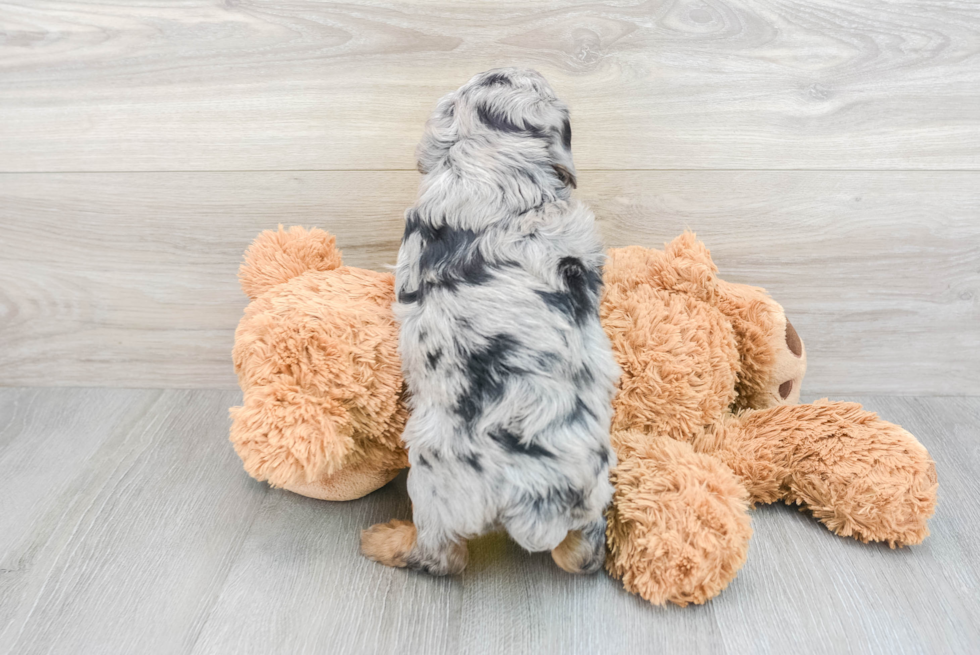 Mini Aussiedoodle Pup Being Cute