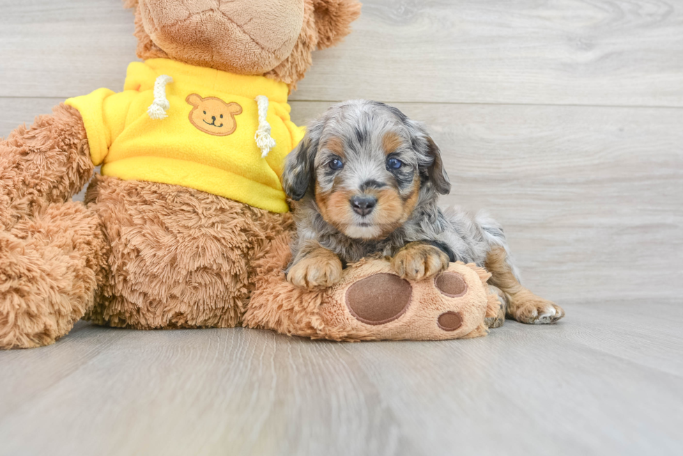 Mini Aussiedoodle Pup Being Cute