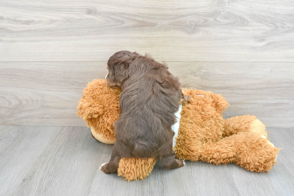 Mini Aussiedoodle Pup Being Cute