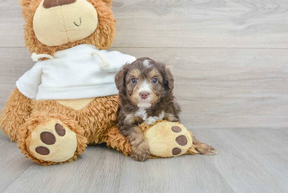 Mini Aussiedoodle Puppy for Adoption