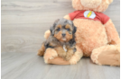 Mini Aussiedoodle Pup Being Cute