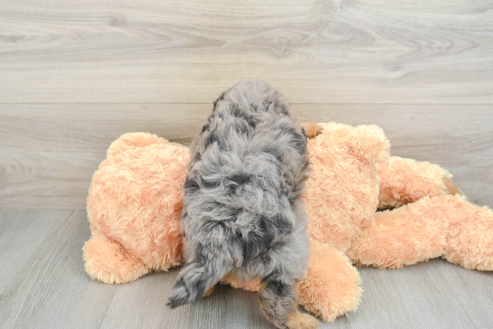 Small Mini Aussiedoodle Baby