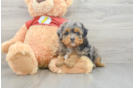 Mini Aussiedoodle Pup Being Cute