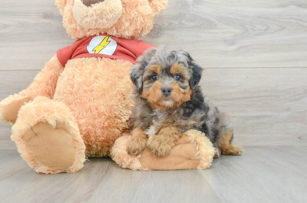 5 week old Mini Aussiedoodle Puppy For Sale - Premier Pups