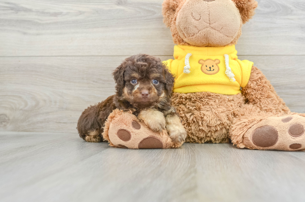 6 week old Mini Aussiedoodle Puppy For Sale - Premier Pups