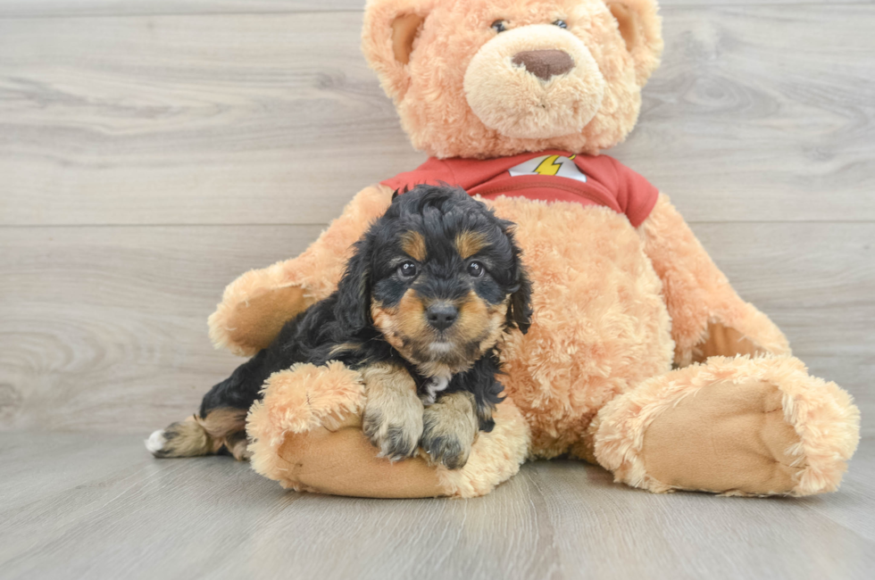 7 week old Mini Aussiedoodle Puppy For Sale - Premier Pups