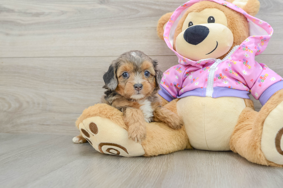 Little Mini Aussiepoo Poodle Mix Puppy