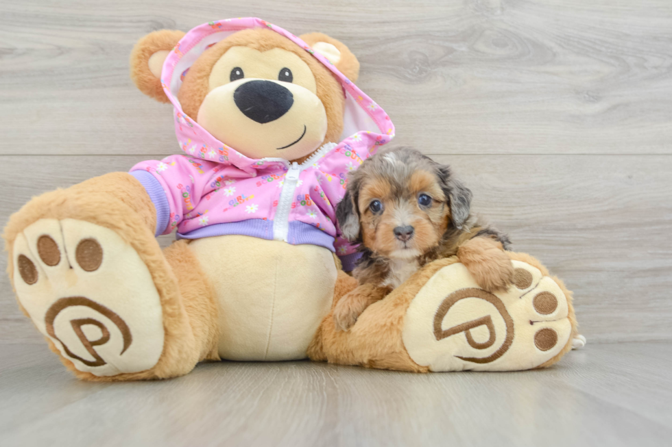 Happy Mini Aussiedoodle Baby