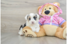 Mini Aussiedoodle Pup Being Cute