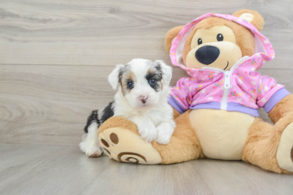 Mini Aussiedoodle Pup Being Cute