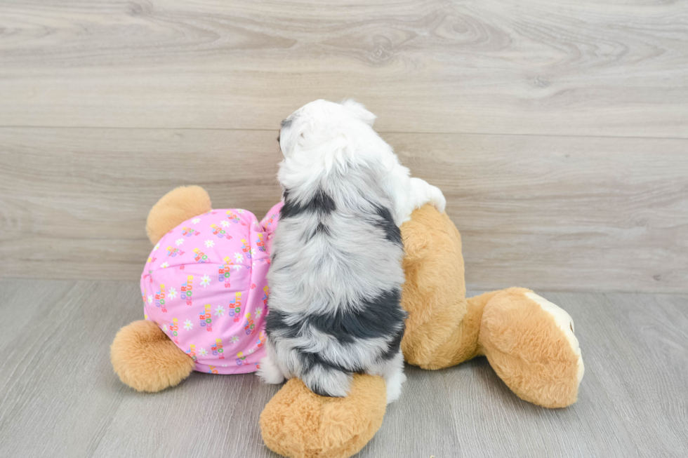 Best Mini Aussiedoodle Baby